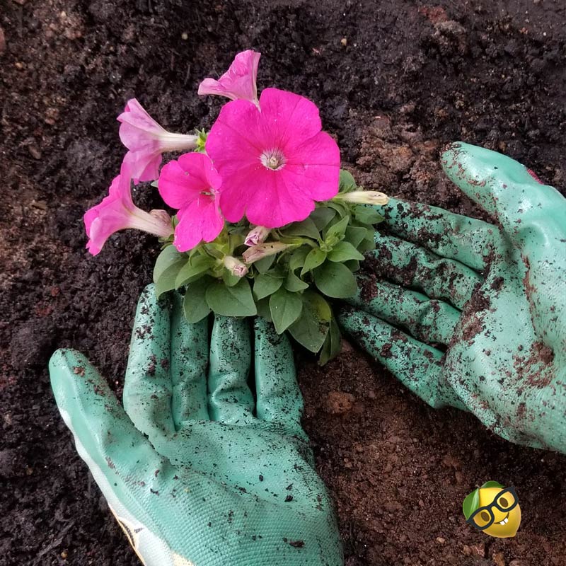 gloved hands cradling a freshly planted flower